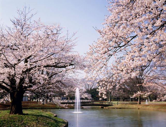 代々木公園