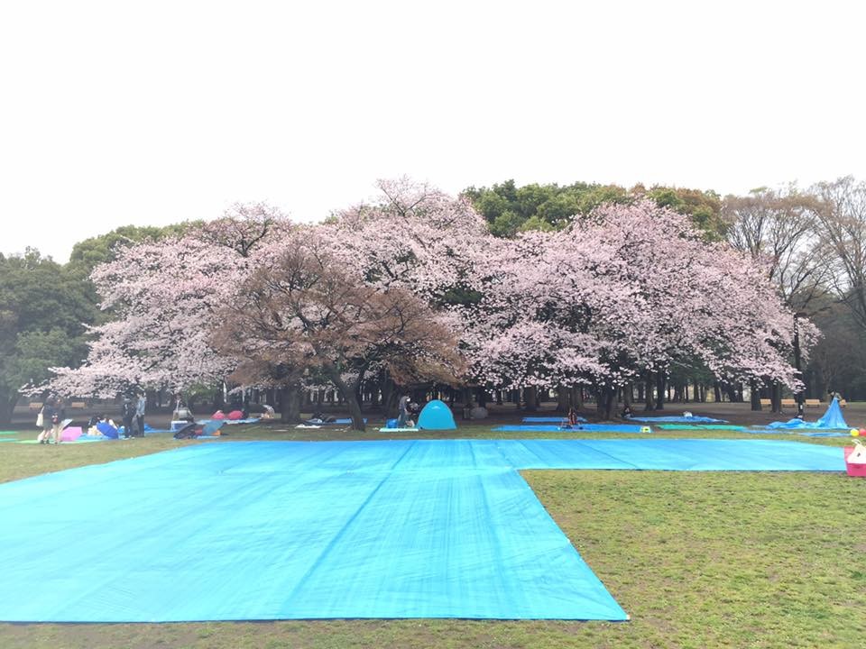 お花見ワイン会＠代々木公園