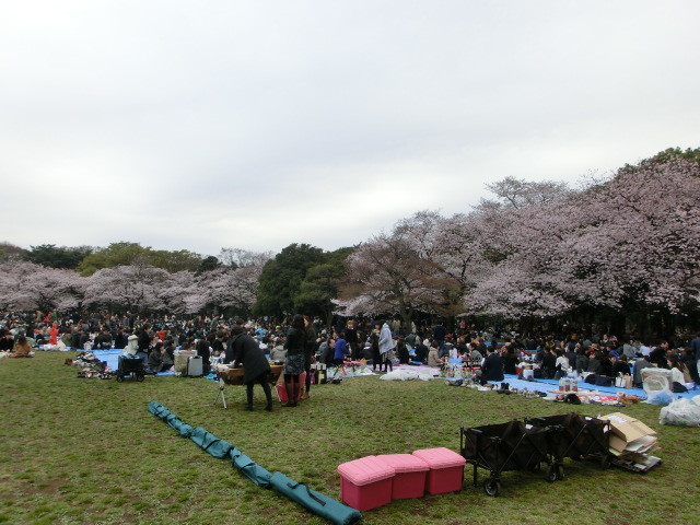お花見ワイン会＠代々木公園