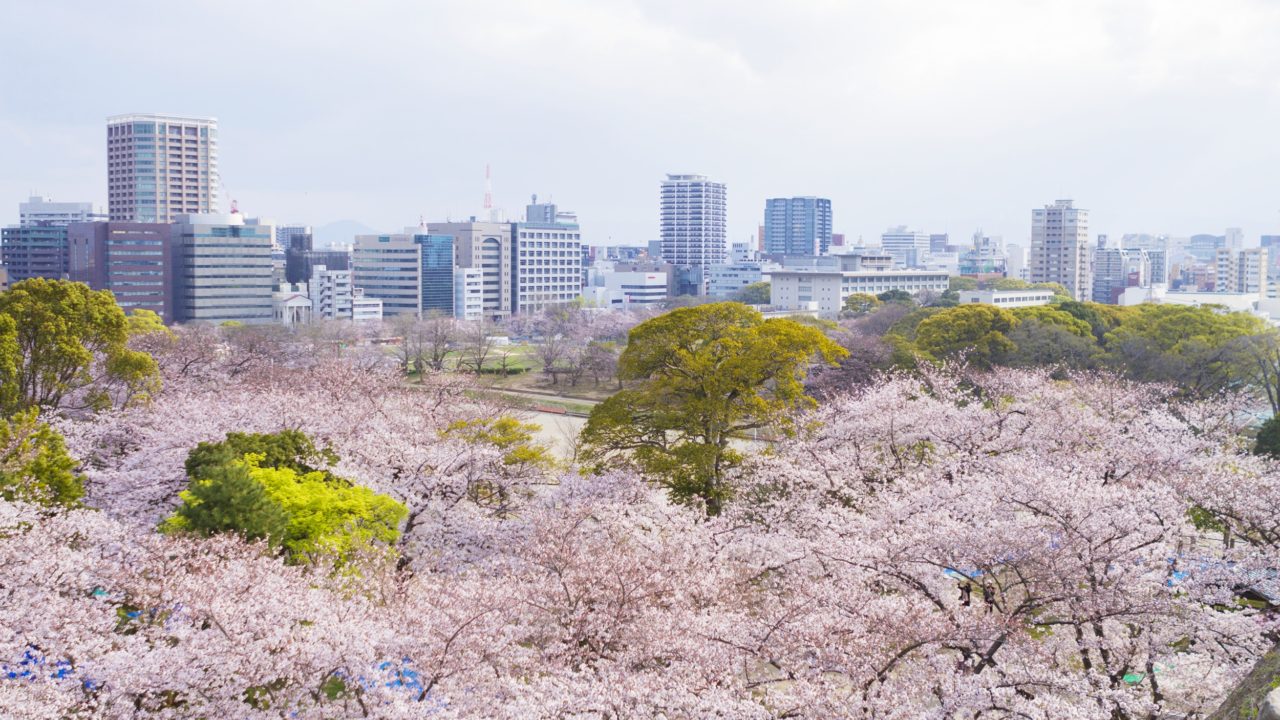 お花見会