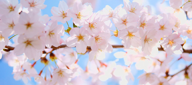 花見