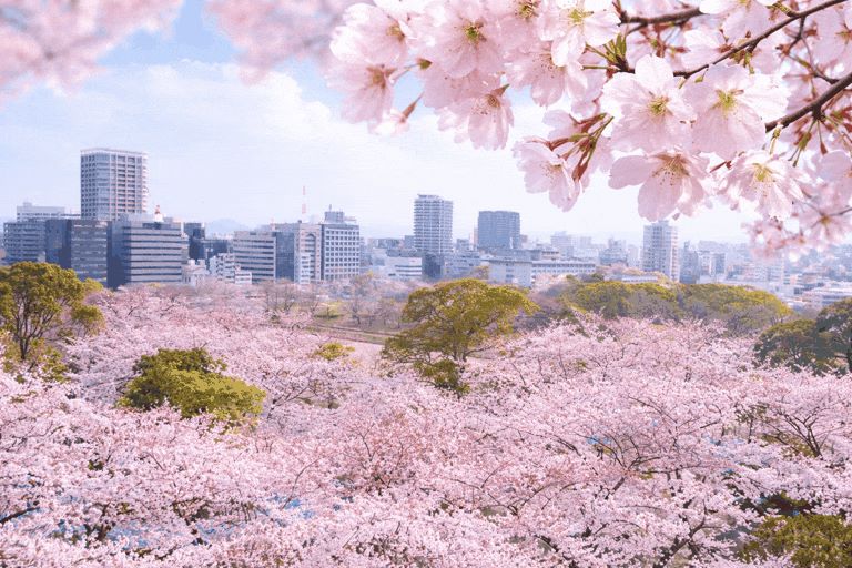 花見